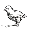 poussin